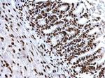 H4K8ac Antibody in Immunohistochemistry (Paraffin) (IHC (P))