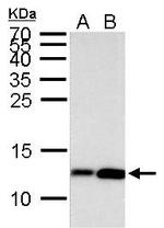 H4K8ac Antibody in Western Blot (WB)