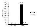 H4K8ac Antibody in ChIP Assay (ChIP)