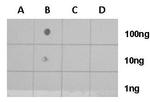 H4K8ac Antibody in Dot Blot (DB)