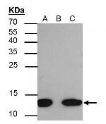 H4K8ac Antibody in Immunoprecipitation (IP)