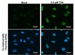 H2AK5ac Antibody in Immunocytochemistry (ICC/IF)