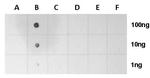 H2AK5ac Antibody in Dot Blot (DB)