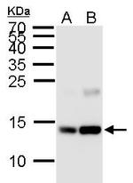 H2AK5ac Antibody in Western Blot (WB)