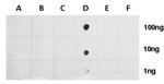 H2BK20ac Antibody in Dot Blot (DB)