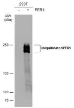 PER1 Antibody in Western Blot (WB)