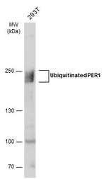 PER1 Antibody in Western Blot (WB)