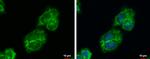 IGFBP2 Antibody in Immunocytochemistry (ICC/IF)