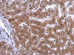 NAMPT Antibody in Immunohistochemistry (Paraffin) (IHC (P))