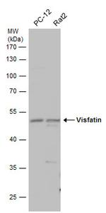 NAMPT Antibody in Western Blot (WB)