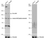 HGF Antibody in Western Blot (WB)