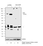 HGF Antibody in Western Blot (WB)