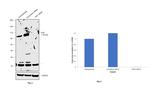 HGF Antibody in Western Blot (WB)