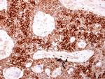 AHR Antibody in Immunohistochemistry (Paraffin) (IHC (P))