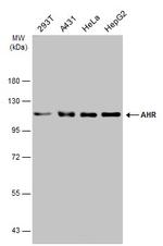 AHR Antibody in Western Blot (WB)