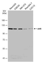 AHR Antibody in Western Blot (WB)