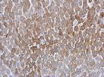 ATG16L1 Antibody in Immunohistochemistry (Paraffin) (IHC (P))