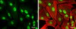 RUNX1 Antibody in Immunocytochemistry (ICC/IF)