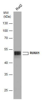 RUNX1 Antibody in Western Blot (WB)