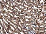 IGF2 Antibody in Immunohistochemistry (Paraffin) (IHC (P))