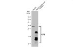 IGF2 Antibody in Western Blot (WB)