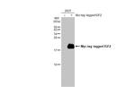 IGF2 Antibody in Western Blot (WB)