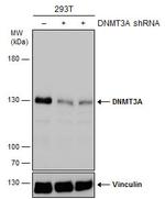 DNMT3A Antibody