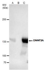 DNMT3A Antibody in Immunoprecipitation (IP)