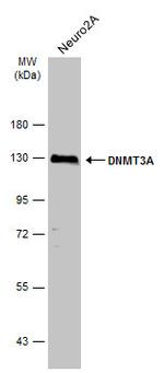 DNMT3A Antibody in Western Blot (WB)