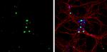 PROX1 Antibody in Immunocytochemistry (ICC/IF)