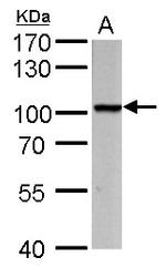 PROX1 Antibody in Western Blot (WB)