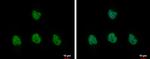 SIN3A Antibody in Immunocytochemistry (ICC/IF)