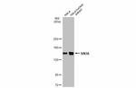 SIN3A Antibody in Western Blot (WB)