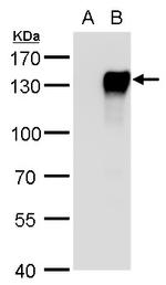 NFATC4 Antibody in Western Blot (WB)