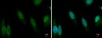 CITED2 Antibody in Immunocytochemistry (ICC/IF)