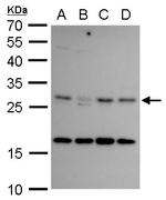 CITED2 Antibody in Western Blot (WB)