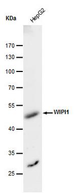 WIPI1 Antibody in Western Blot (WB)