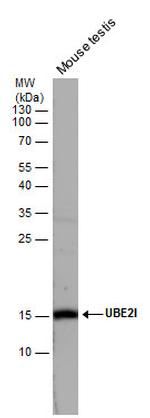 UBC9 Antibody in Western Blot (WB)