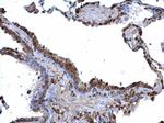 BDP Antibody in Immunohistochemistry (Paraffin) (IHC (P))