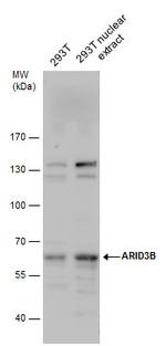 BDP Antibody in Western Blot (WB)