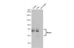 IKAROS Antibody in Western Blot (WB)