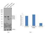 IKAROS Antibody in Western Blot (WB)