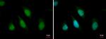 ARID2 Antibody in Immunocytochemistry (ICC/IF)