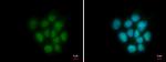 HMGB2 Antibody in Immunocytochemistry (ICC/IF)