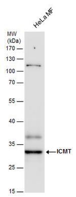 ICMT Antibody in Western Blot (WB)