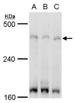 TRRAP Antibody in Western Blot (WB)