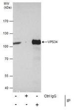 VPS34 Antibody in Immunoprecipitation (IP)