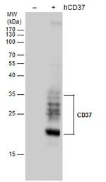 CD37 Antibody in Western Blot (WB)