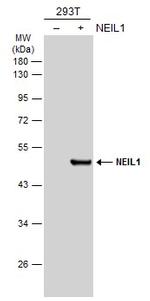 NEIL1 Antibody in Western Blot (WB)