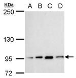 TTF1 Antibody in Western Blot (WB)